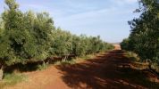 Vente Domaine agricole Casablanca Centre ville
