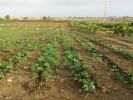 Vente Terrain Dar bouazza 25000 m2