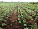 Vente Terrain Dar bouazza Centre ville 25000 m2