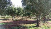 For sale Agricultural domain Casablanca Centre ville