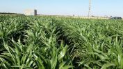 For sale Agricultural domain Casablanca Centre ville